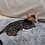 ิbengal for sale thailand, ขายแมวเบงกอล, ฟาร์มแมวเบงกอล, แมวเบงกอลสีชาโคล, Charcoal Bengal for sale thailand