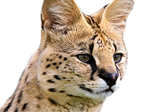 ABT.Bengals ฟาร์มเพาะพันธ์ุแมวเบงกอลและแมวเอ็กโซติก....We're EXOTIC CATS BREEDER located in bangkok, Thailand. We provide the best feline in the world such as Bengal, Caracal, Serval, F1Savannah Cat.
