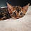 ิbengal for sale thailand, ขายแมวเบงกอล, ฟาร์มแมวเบงกอล, แมวเบงกอลสีน้ำตาล, Brown Bengal for sale thailand