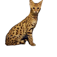 ABT.Bengals ฟาร์มเพาะพันธ์ุแมวเบงกอลและแมวเอ็กโซติก....We're EXOTIC CATS BREEDER located in bangkok, Thailand. We provide the best feline in the world such as Bengal, Caracal, Serval, F1Savannah Cat.