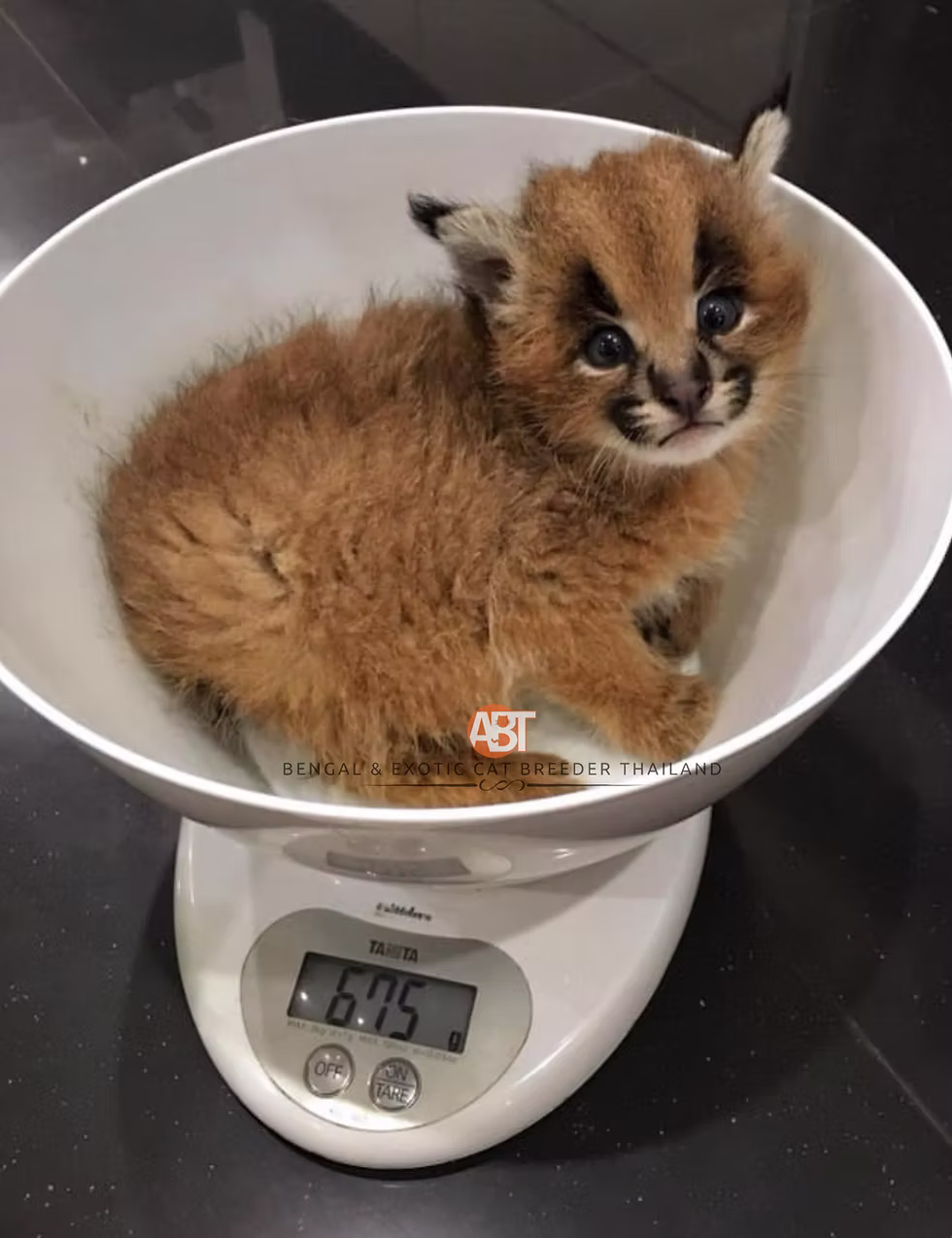ขายแมวคาราคัล, ฟาร์มแมวคาราคัล, Caracal for sale thailand, ABT เอบีทีฟาร์มแมวคาราคัล, Exotic cat breeder thailand